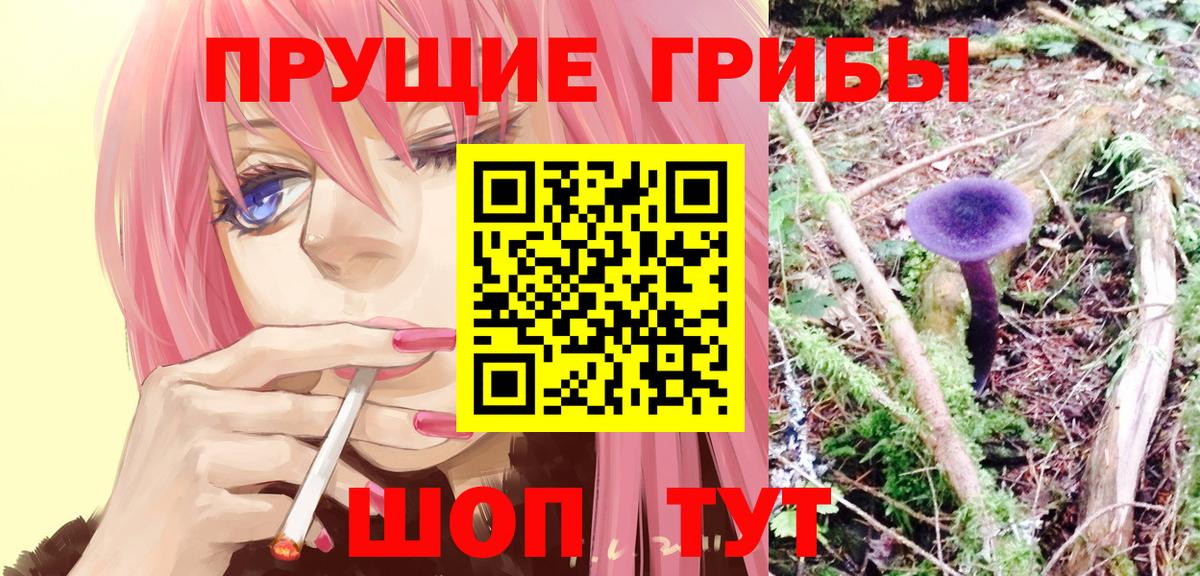 Курчатов  Псилоцибиновые грибы прущие грибы  Вход с VPN  Псилоцибиновые грибы Cubensis 